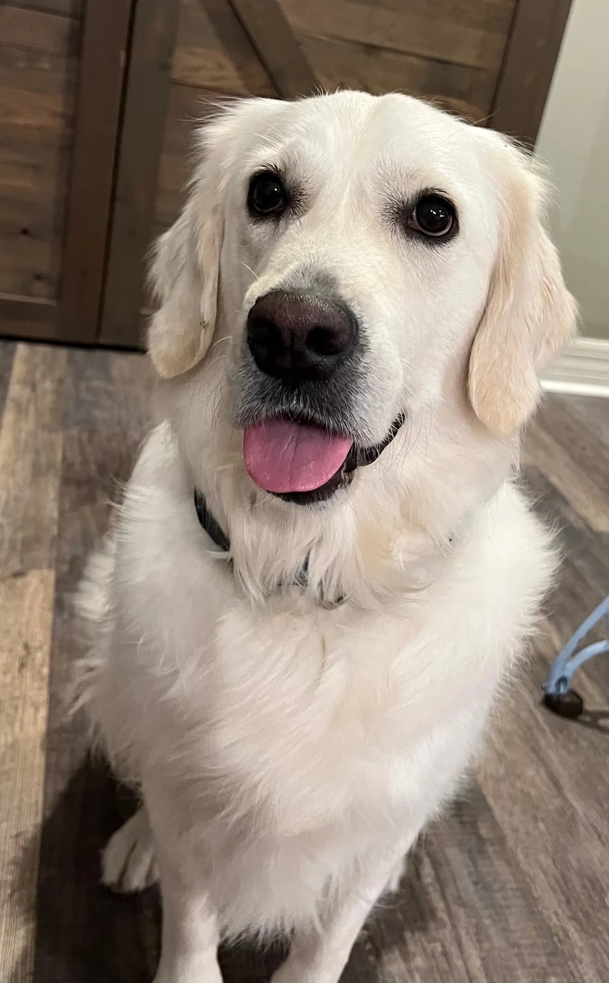 Dory, therapy dog at Palm Beach Behavioral Health & Wellness